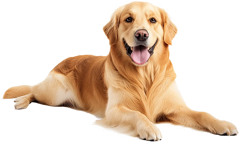 dogbg
