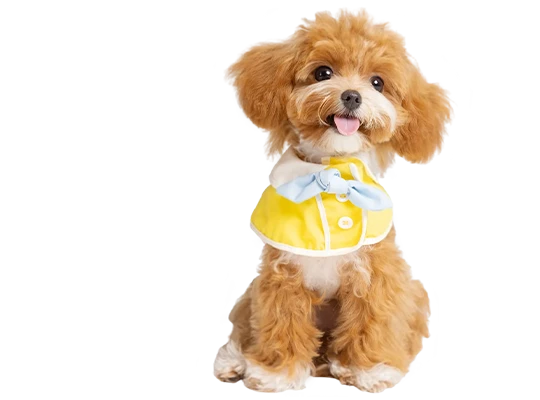 dogbg1